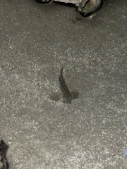 Hypleurochilus geminatus