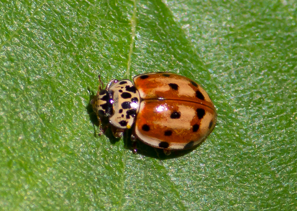 Harmonia quadripunctata (Insectos en huertas y jardines de Bariloche ...