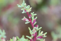 Neobassia proceriflora