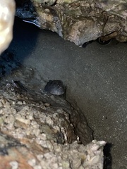 Hypleurochilus geminatus