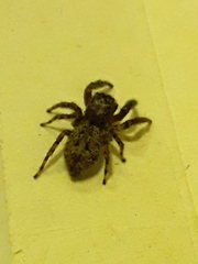Mexigonus
