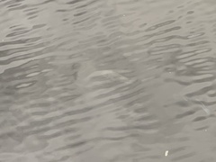 Sarotherodon melanotheron