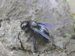 Xylocopa valga