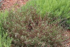 Neobassia proceriflora