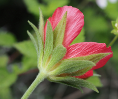 Hibiscus martianus
