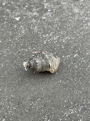 Clibanarius vittatus