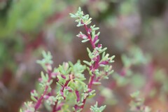 Neobassia proceriflora