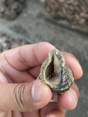 Clibanarius vittatus