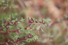 Neobassia proceriflora