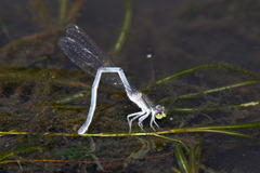 Ischnura demorsa