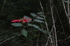 Poinsettia