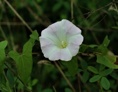 Calystegia sepium