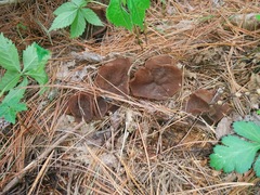 Gyromitra