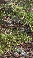 Aspidoscelis gularis