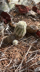 Echinocereus reichenbachii caespitosus