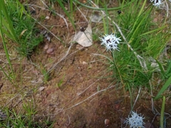 Borya sphaerocephala