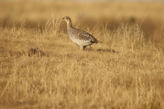 Tympanuchus phasianellus