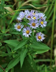 Symphyotrichum firmum