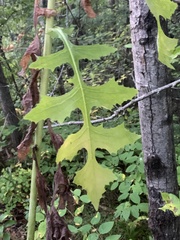 Lactuca biennis