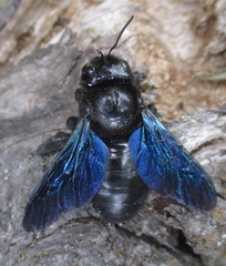 Xylocopa valga