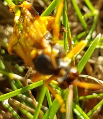 Callajoppa cirrogaster