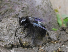 Xylocopa valga