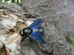 Xylocopa valga