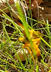 Callajoppa cirrogaster