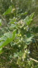 Malva verticillata