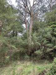 Eucalypteae