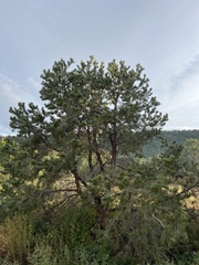 Pinus