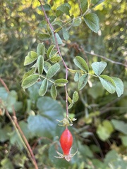 Rosa californica