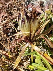 Gentiana algida