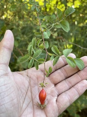 Rosa californica