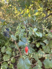 Rosa californica