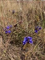 Gentiana puberulenta