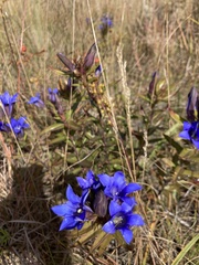 Gentiana puberulenta