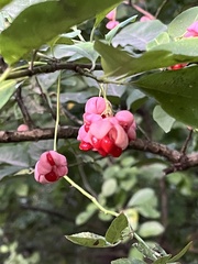 Euonymus europaeus