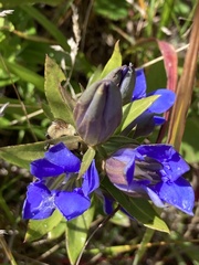 Gentiana puberulenta