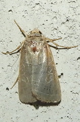 Orthodes majuscula