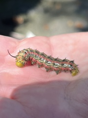 Anisota virginiensis