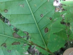 Apiognomonia errabunda