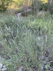 Bothriochloa laguroides