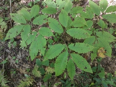 Apiognomonia errabunda