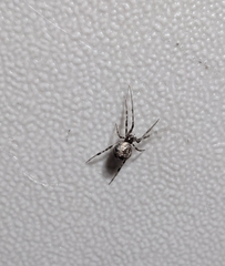 Parasteatoda tepidariorum