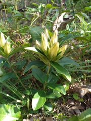 Gentiana villosa