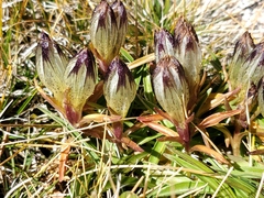 Gentiana algida