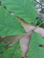 Apiognomonia errabunda