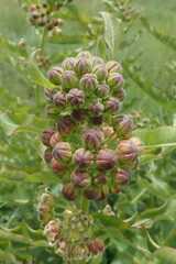 Xysmalobium undulatum