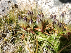 Gentiana algida